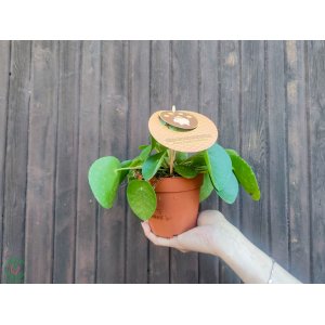 Pilea (Pilea peperomioides)  - výška 15-20 cm, kont. C1,5L